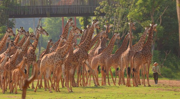 配资门户的申请入口 逾百只长颈鹿合群 暑期首秀广东清远